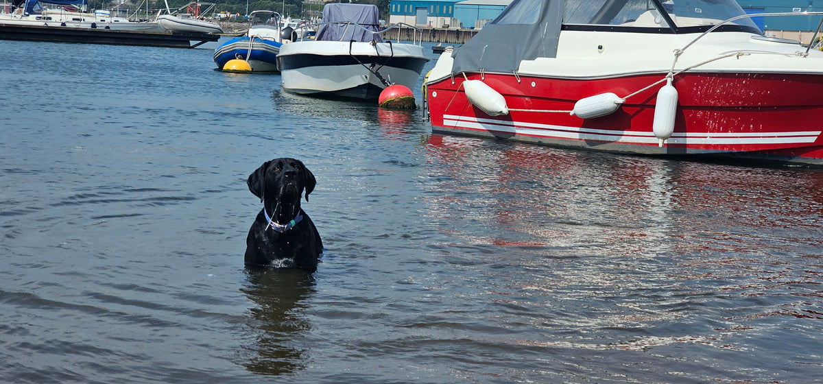 Red - Everlast Waterproof BioThane© Dog Collar